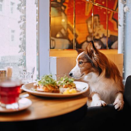 border collie dog in a dog friendly dinerの写真素材