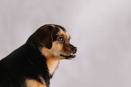 funny black and tan mixed breed dog with undershot biteの写真素材