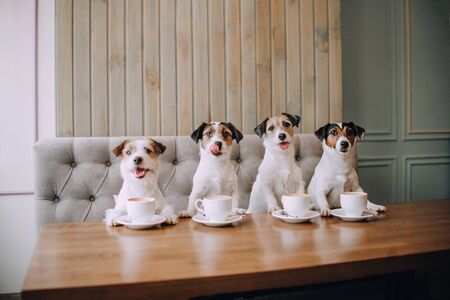 Four jack russell terriers sitting in front of cups in cafeの写真素材