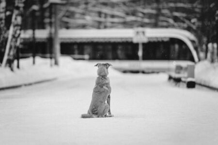 mixed breed dog sitting in the city park, black and whiteの写真素材