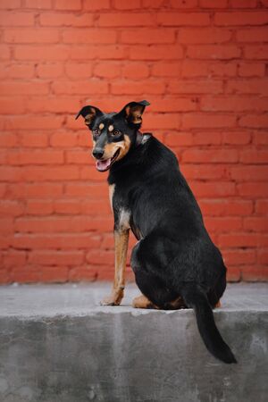 happy mixed breed dog sitting in front of a brick wallの写真素材