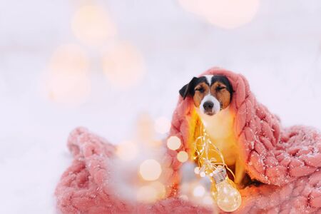 Jack russell terrier dog is wrapped in a pink scarfの写真素材