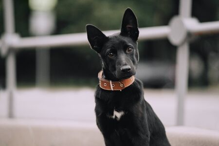 cute black mixed breed puppy portrait outdoors in summerの写真素材