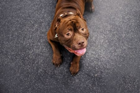 adorable brown american bully lying down indoorsの写真素材
