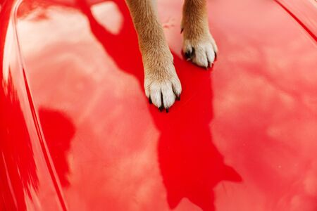 top view of small dog paws standing on a car hoodの写真素材