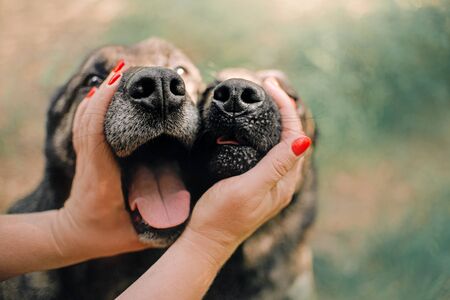 two dogs nose close up, held by human handsの写真素材
