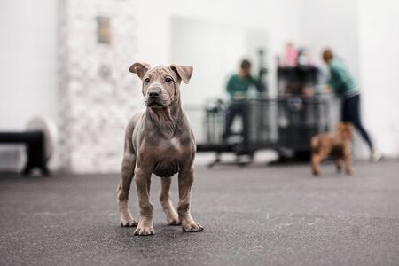 curious grey thai ridgeback puppy standing indoorsの写真素材