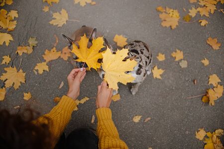owner holding maple leaves on top of her dogs headsの写真素材