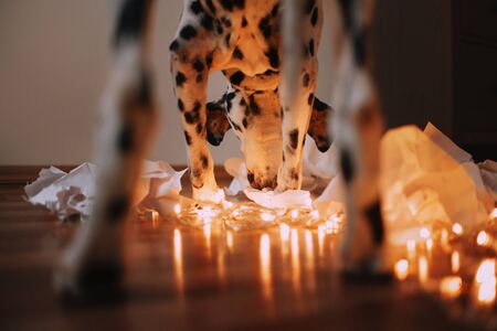 Dalmatian dog digging in papers on the background of yellow lightsの写真素材