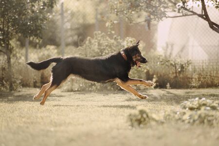 happy shepherd dog running outdoors in summerの写真素材