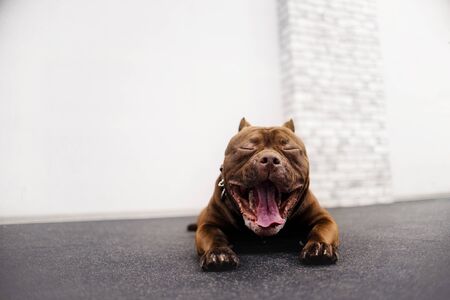 funny american bully dog yawning indoorsの写真素材