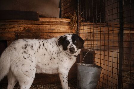 large mixed breed dog standing in a shelter cageの写真素材