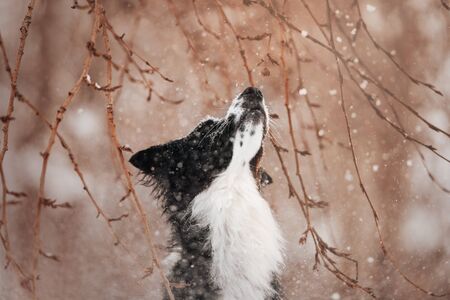 Snow falls on a black and white border collie and he pressed his earsの写真素材