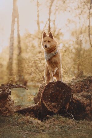 red mixed breed dog posing in the forest in sunlightの写真素材
