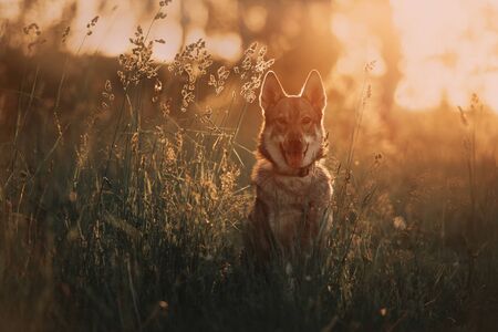 young wolfdog portrait on a field in summer at sunsetの写真素材