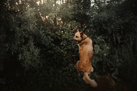 mixed breed dog sitting in the bushes in summerの写真素材