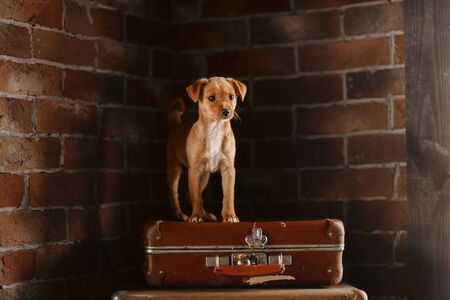 adorable red mixed breed puppy standing on a suitcase indoorsの写真素材