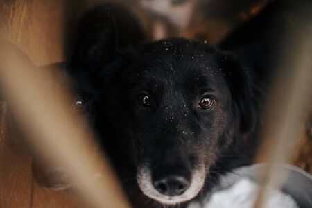 two sad black dogs portrait in an animal shelter behind barsの写真素材
