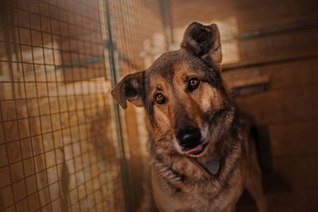 sad mixed breed shelter dog sitting inside the cageの写真素材