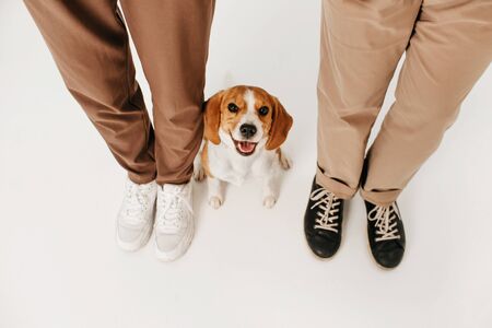 happy beagle dog sitting close to owners legs, top view