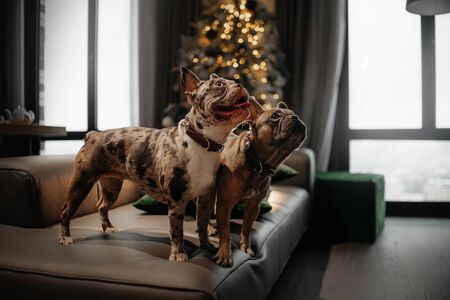 two happy french bulldog dogs on a sofa int he living roomの写真素材