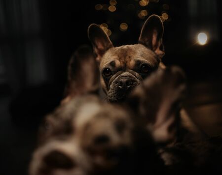 french bulldog dog posing at home at nightの写真素材