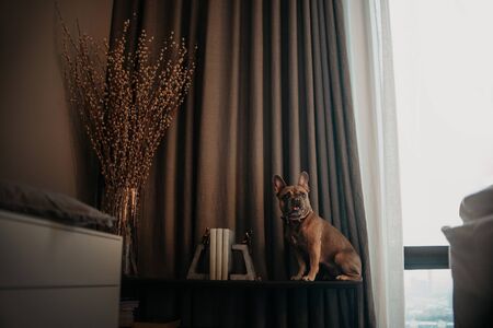 french bulldog dog on a shelf with books in the living roomの写真素材