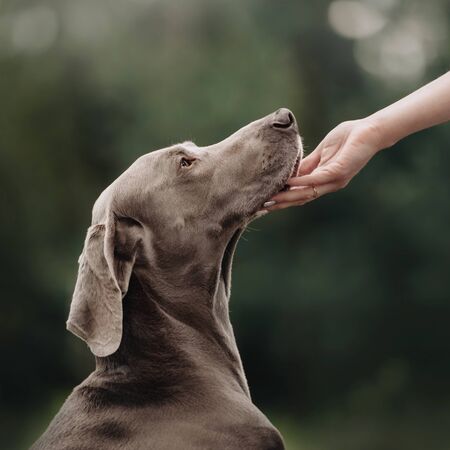 weimaraner portrait outdoors in summer, owner touching the dogの写真素材