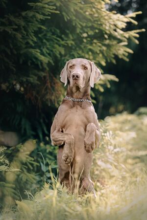 weimaraner dog begging outdoors in the forestの写真素材