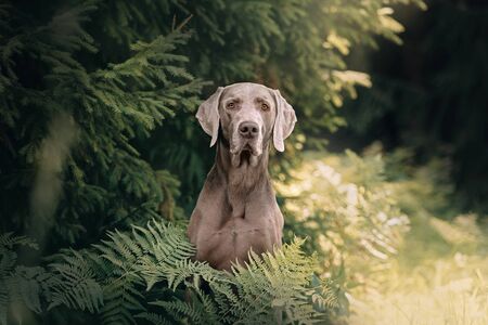 beautiful weimaraner dog sitting in the forest, close up portraitの写真素材