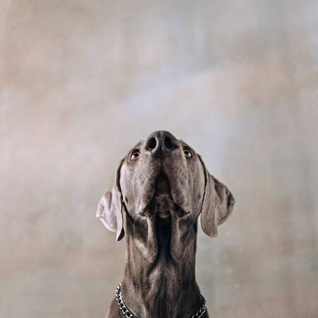 serious weimaraner dog posing in the studioの写真素材