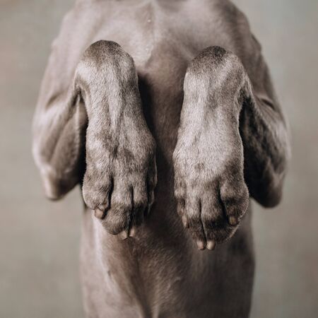 close up of weimaraner dog paws begging indoors, square photo