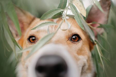 mixed breed dog eyes close up outdoors in summerの写真素材