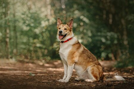 red and white mixed breed dog in a collar sitting outdoorsの写真素材