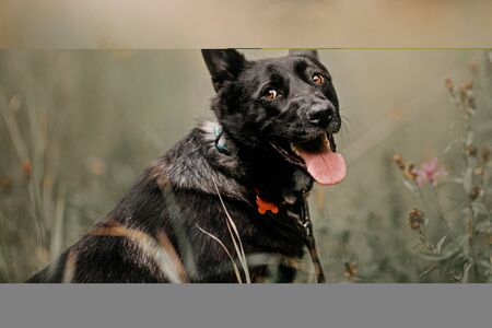 funny mixed breed dog portrait outdoors in summerの写真素材