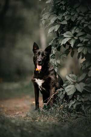 black mixed breed dog posing outdoors in summerの写真素材