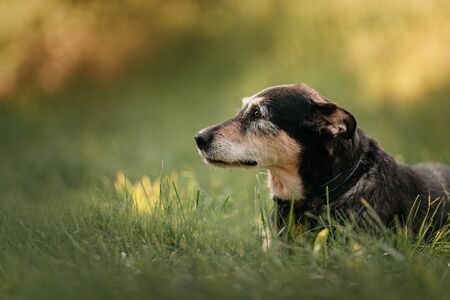 old mixed breed dog lying down on grass, close up portraitの写真素材