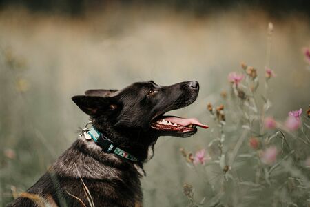 black shepherd mix dog portrait in a collar outdoorsの写真素材
