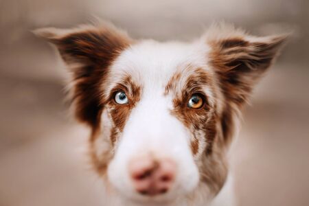 border collie dog with different colored eyes, portrait outdoorsの写真素材