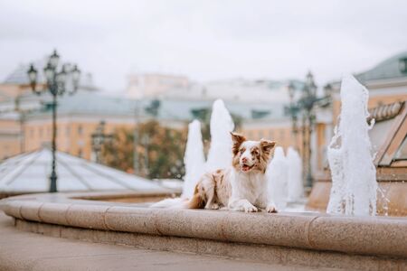 happy border collie dog lying down by the fountain in the cityの写真素材