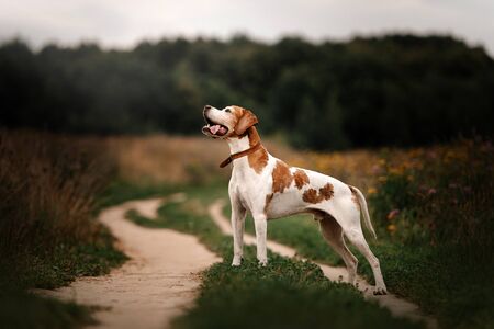 old pointer dog standing outdoors on a field in summerの写真素材