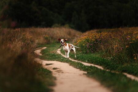 happy old pointer dog posing on a meadow in summerの写真素材
