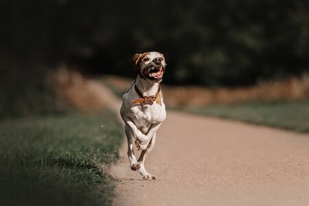 happy ointer dog running on a field in summerの写真素材