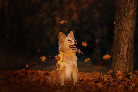 happy mixed breed dog in a scarf outdoors in autumnの写真素材