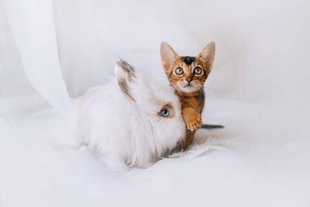 fluffy white rabbit and kitten posing together indoorsの写真素材