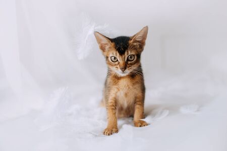 abyssinian kitten posing with white feathers indoorsの写真素材