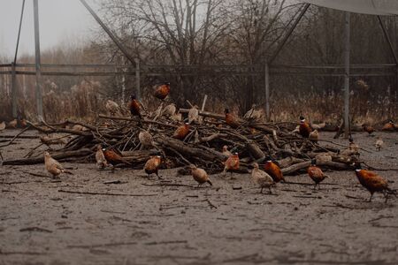 pheasant birds resting on tree branches in autumnの写真素材