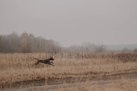 happy weimaraner dog runs outdoors in autumn