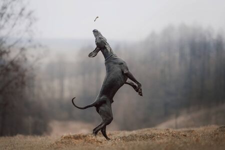 playful weimaraner dog jumping up outdoors in autumnの写真素材
