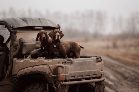 two brown german shorthaired pointer dogs in a car trunkの写真素材